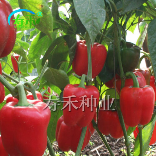寿光蔬菜种子 红威尔甜椒种籽 方椒红色彩椒孑高产辣椒灯笼椒籽种 - 图1