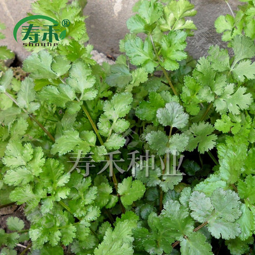 四季蔬菜种子大全青菜籽种孑种籽适合都可以种的秋天菜种菜籽菜 - 图0