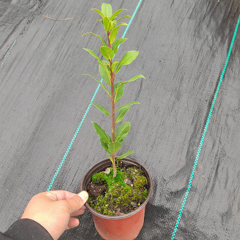 香叶树苗可食用调料树地中海月桂香料树炖肉卤肉增香去腥四季常绿,淘宝优惠券,粉丝福利购,淘宝优惠卷