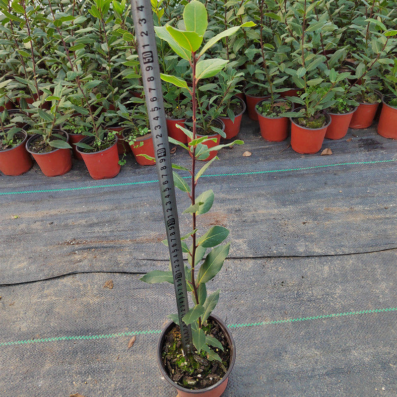 香叶树苗可食用调料树地中海月桂香料树炖肉卤肉增香去腥四季常绿,淘宝优惠券,粉丝福利购,淘宝优惠卷