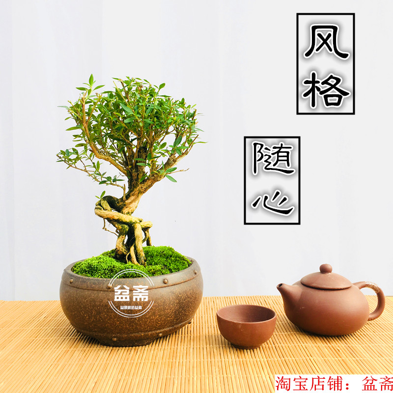 雀梅盆景植物盆栽小叶榆树福建茶六月雪提根造型开花结果树桩 - 图0