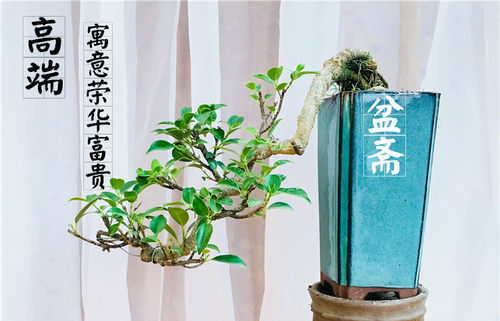 悬崖式盆景植物 悬崖福建茶榆树六月雪雀梅对节白蜡榔榆造型盆栽 - 图2