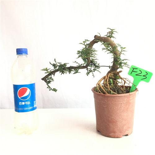 悬崖式清香木盆景 胡椒室内阳台驱蚊精品盆栽香味提根抱石临水式 - 图3