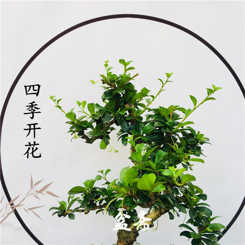 盆景植物造型 福建茶小叶雀梅白蜡榆树老桩树桩四季常青开花结果 - 图3