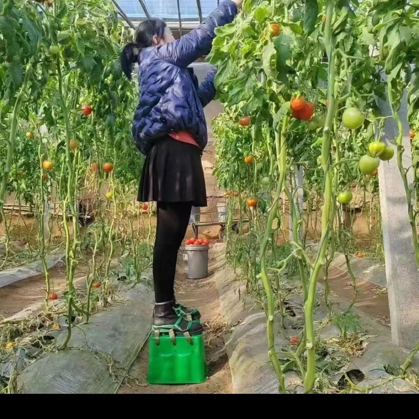 新款大棚田园增高垫懒人增高鞋增高凳子果园干活采摘专用移动神器,淘宝优惠券,粉丝福利购,淘宝优惠卷