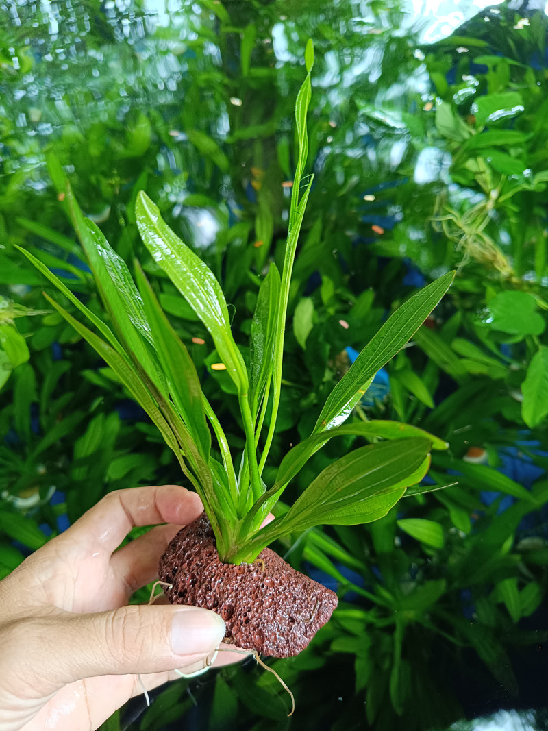 火山石迷你九冠红波绿蜈蚣草绿菊前中景活体真水草鱼缸懒人易养,淘宝优惠券,粉丝福利购,淘宝优惠卷