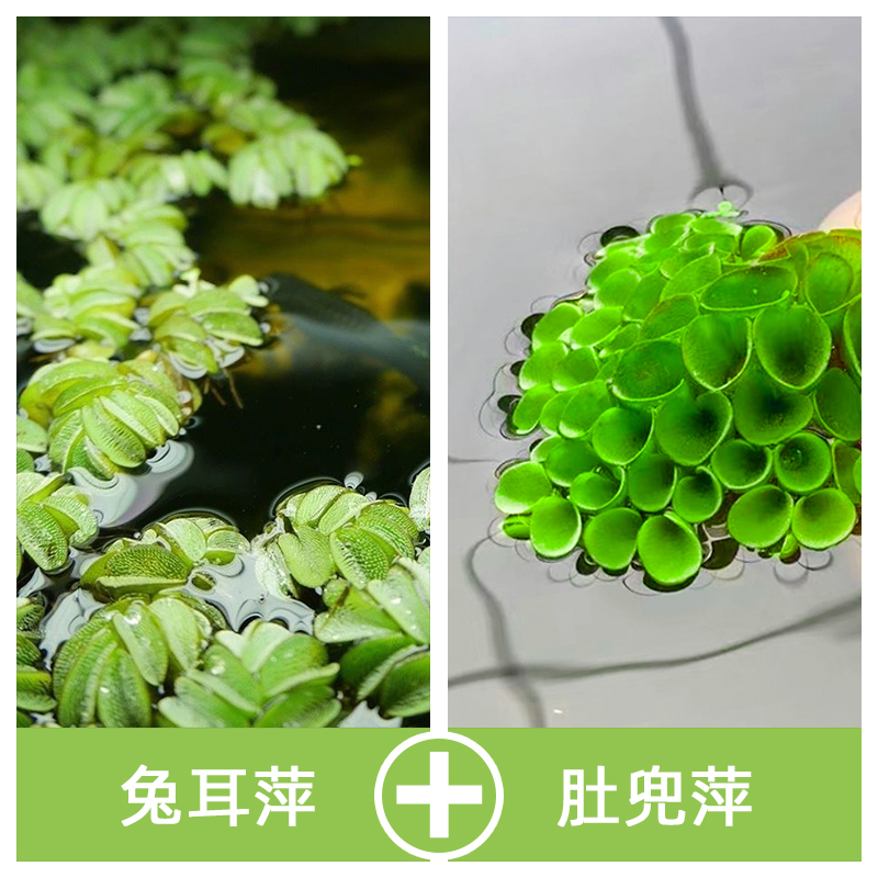 浮萍水草组合 水芙蓉 槐叶红毛丹 兔耳萍 肚兜萍净化水质造景鱼缸 - 图2