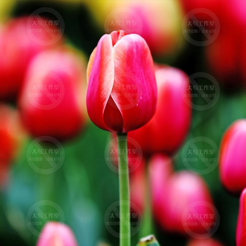 美丽郁金香高清设计图片素材花骨朵特写花卉鲜花花束素材大图-图0