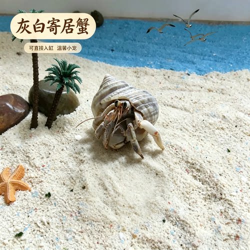 灰白寄居蟹1-6cm任选拍三只即包邮懒人迷你爬宠趣味好饲养 - 图3