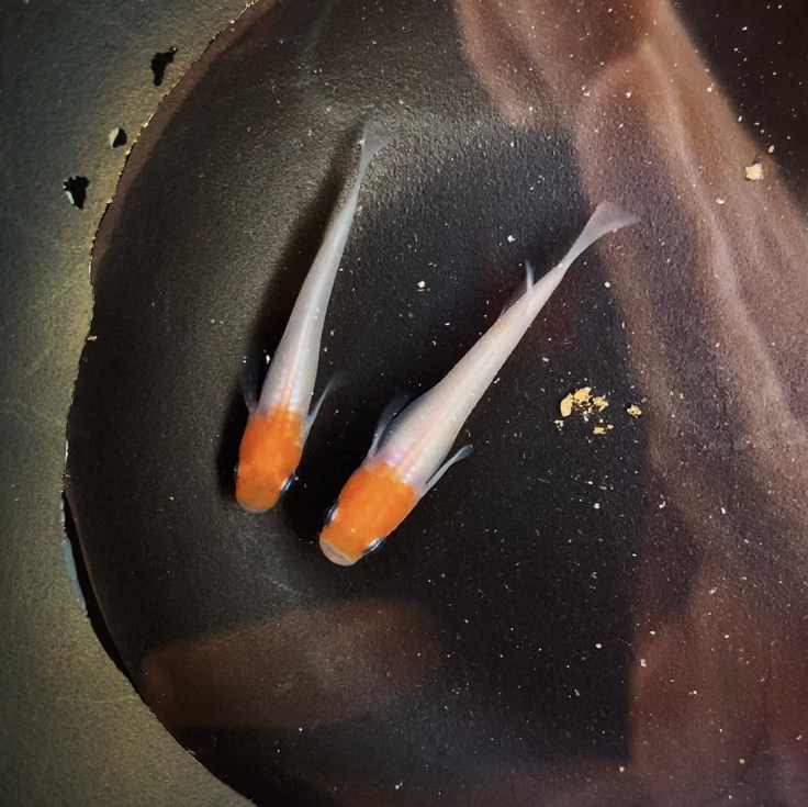 观背青鳉 小町红白 极上鱼卵 鱼可孵化小型观赏鱼小金鱼迷你锦鲤