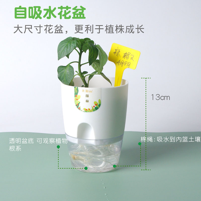 植物种子发芽观察土培小盆栽diy幼儿园小学生作业儿童科学实验 - 图0