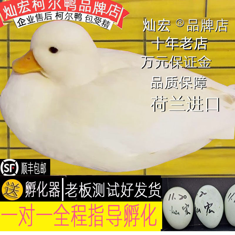 【灿宏】柯尔鸭活宠物成年科尔鸭可达鸭幼仔幼崽宠物鸭苗网红,淘宝优惠券,粉丝福利购,淘宝优惠卷