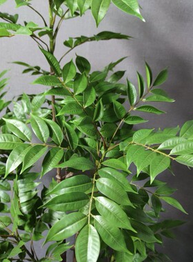 绿植漆木树装饰摆件盆栽仿生植物直播间造景假树仿真花家居装扮