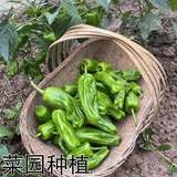 薄皮辣椒苗秧苗大果虎皮青椒苗微辣皱皮泡椒苗四季菜园盆栽南方种,淘宝优惠券,粉丝福利购,淘宝优惠卷