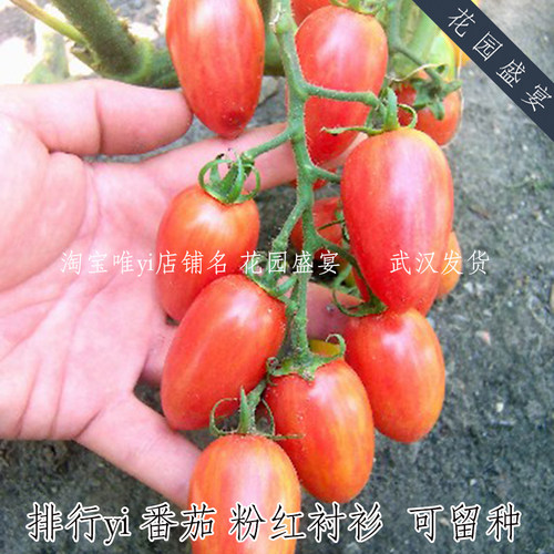 母猪矮生番茄权威评分高粉色衬衫4粒种子可留种盆栽美国BURPEE A6 - 图0