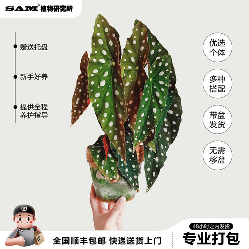 SAM植物研究所 / 鳟鱼秋海棠/INS绿植 / 进口盆栽绿植/植选礼物 - 图1