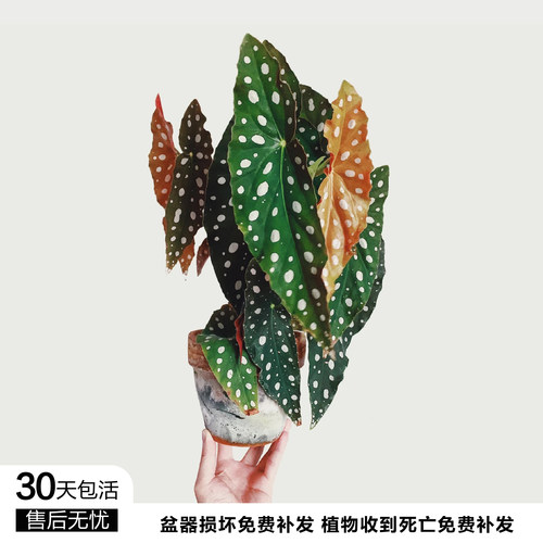 SAM植物研究所 / 鳟鱼秋海棠/INS绿植 / 进口盆栽绿植/植选礼物 - 图0