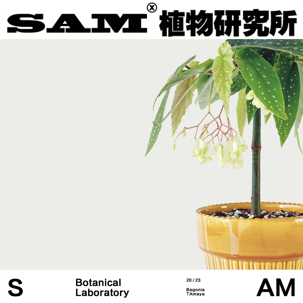 白花tamaya秋海棠/进口盆栽植物/网红绿植/INS风/室内易爆花盆栽 - 图2