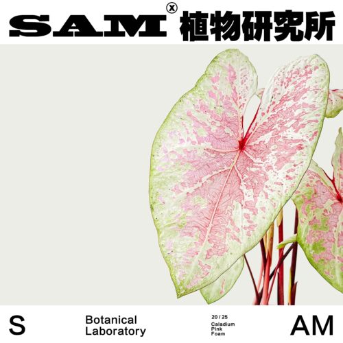 粉色泡沫彩叶芋ins家居夏天室内植物花园阳台绿植盆栽植选礼物 - 图1