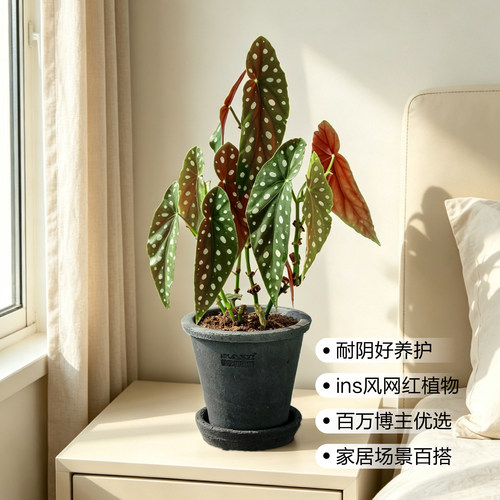 SAM植物研究所 / 鳟鱼秋海棠/INS绿植 / 进口盆栽绿植/植选礼物 - 图3