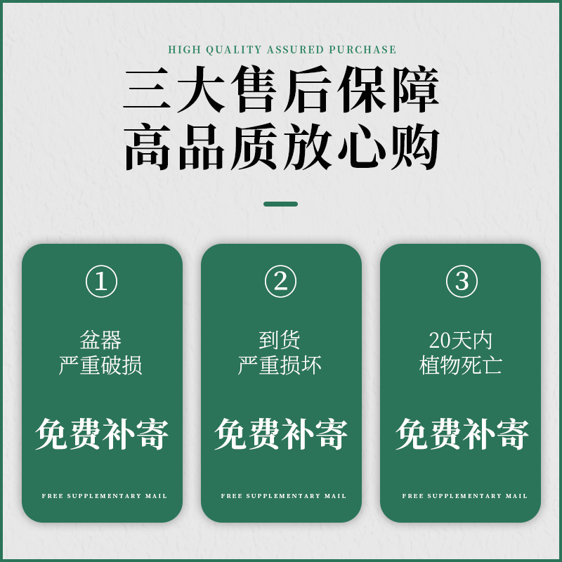 小叶赤楠老桩盆栽盆景迷你植物室内花卉办公室桌面小绿植好养四季 - 图3