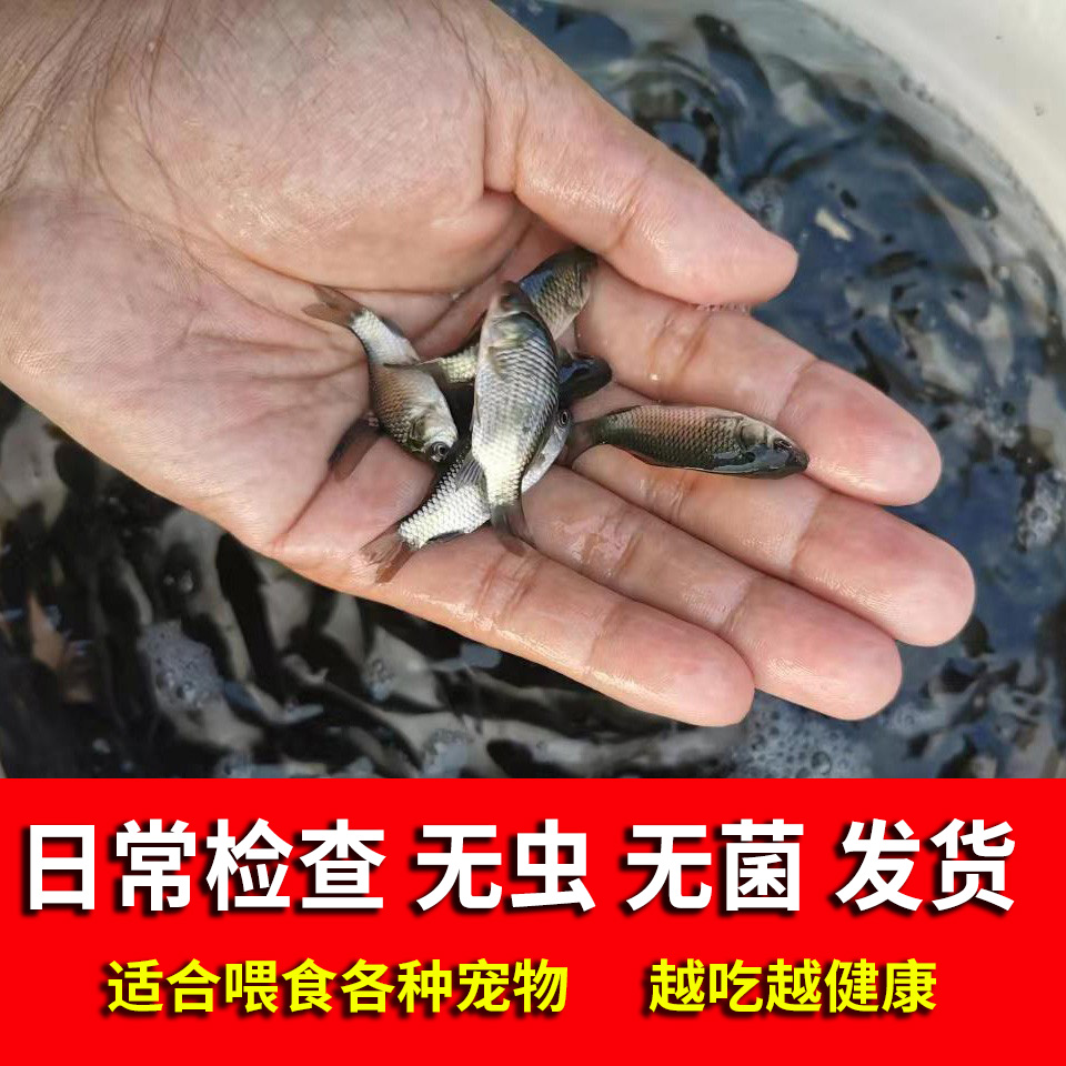 喂乌龟饲料鱼小鱼活体养殖活鱼龙鱼活食饲料淡水鱼苗草鱼苗鲫鱼苗 - 图2