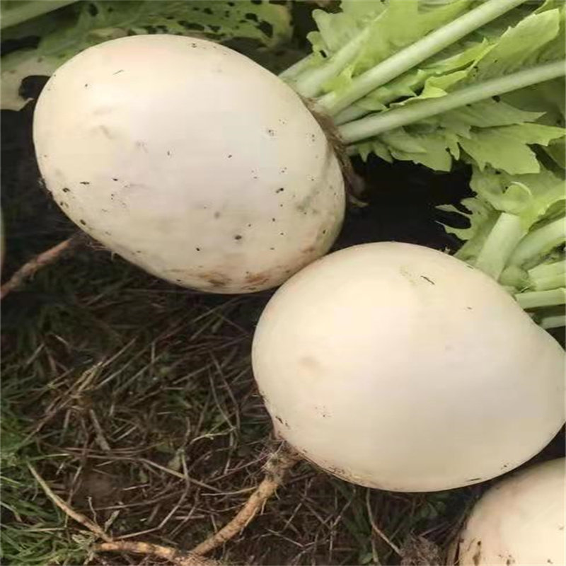 四川圆白萝卜宜宾农家自种新鲜蔬菜泡萝卜现拔现发春不老5斤8斤,淘宝优惠券,粉丝福利购,淘宝优惠卷