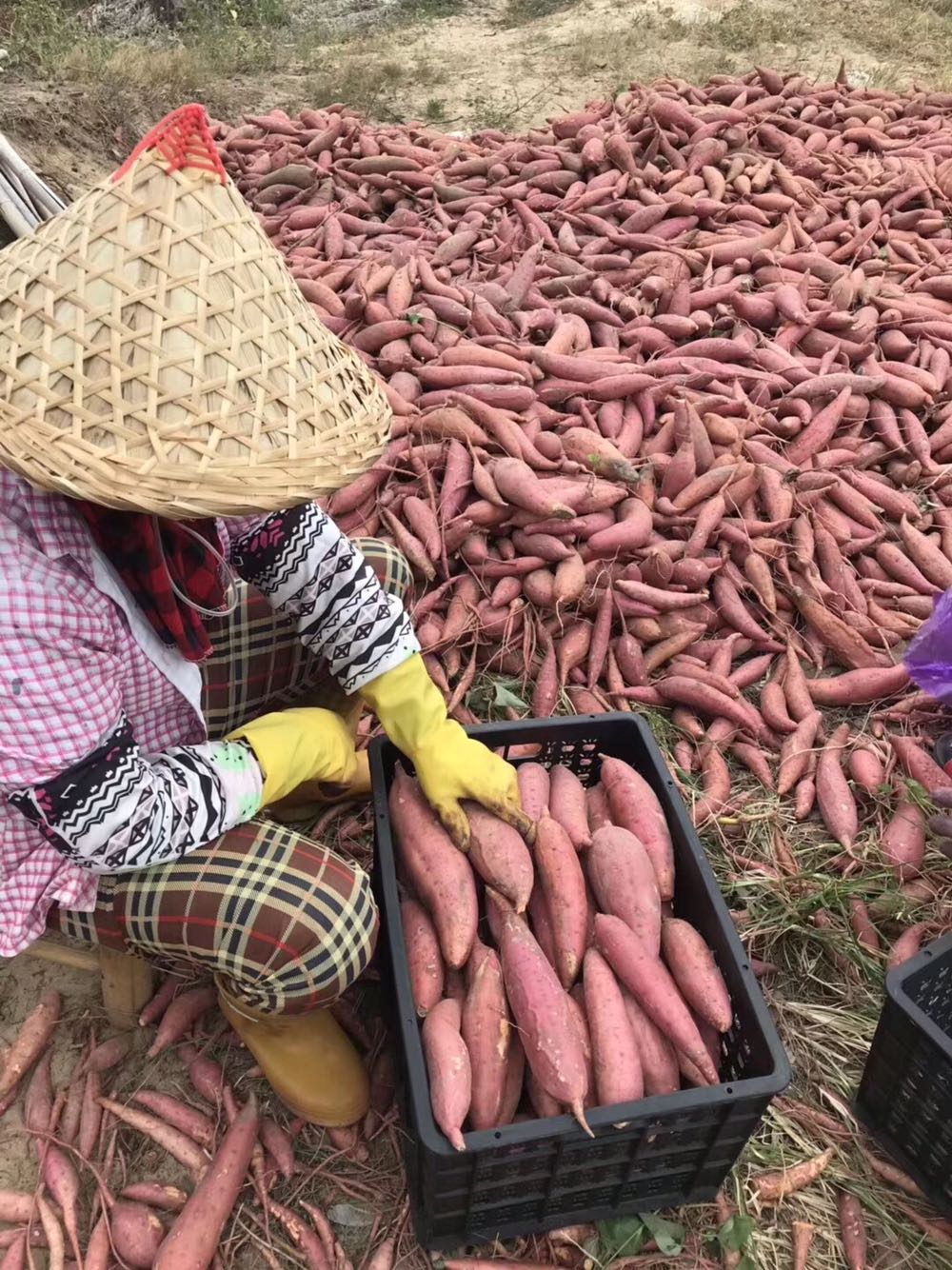 六鳌红蜜薯沙地板栗红薯新鲜现挖烤地瓜农家自种糖心番薯红心山芋-图2