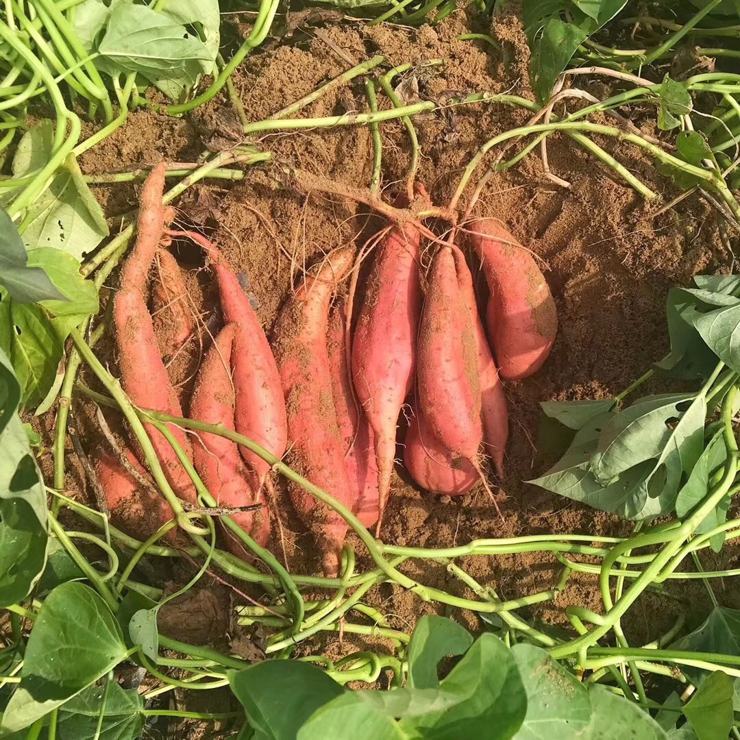 六鳌红蜜薯沙地板栗红薯新鲜现挖烤地瓜农家自种糖心番薯红心山芋-图3