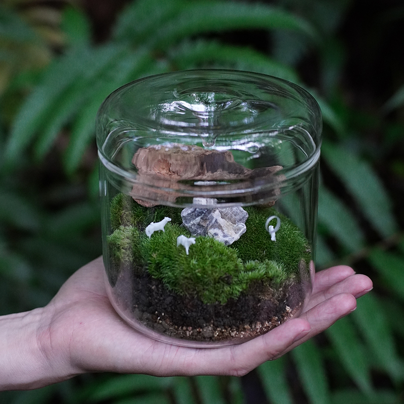 创意苔藓微景观集露瓶高硼硅玻璃简约桌面微景观生态植物缸省心瓶 - 图0