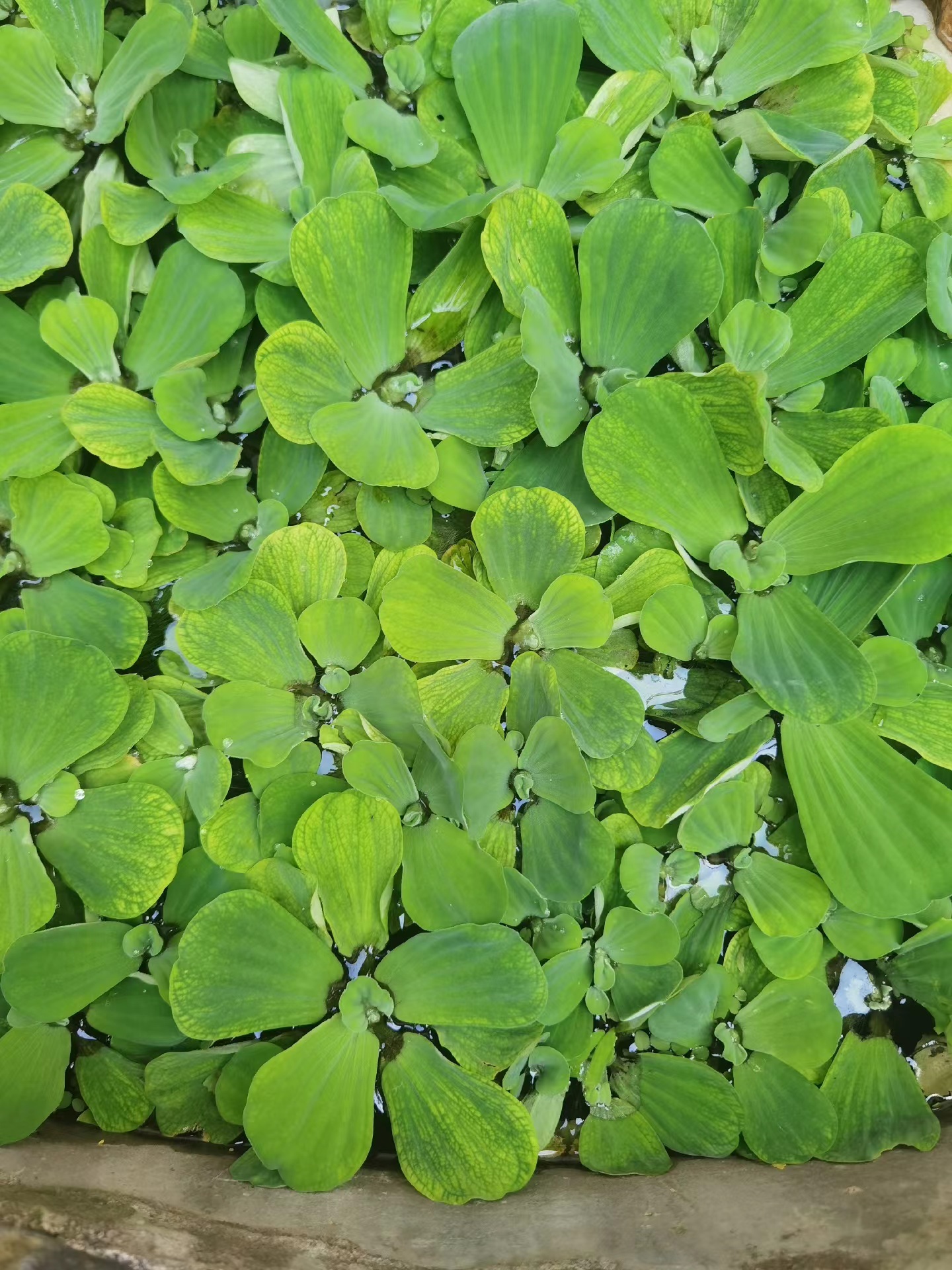 水芙蓉水葫芦浮萍植物鱼塘庭院造景绿植鱼缸水池养鱼净化水质水草 - 图0