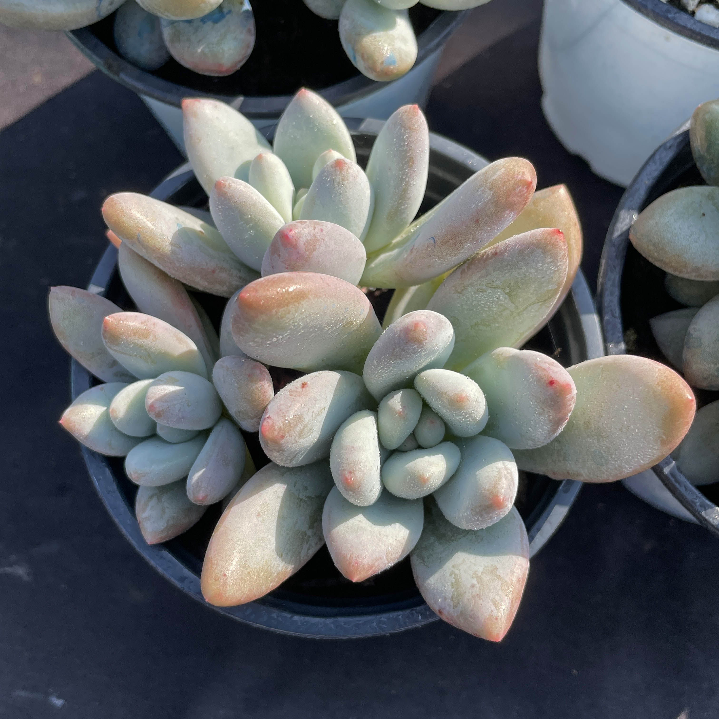 香水老桩群生一物一拍 全状态控养稀有品种贵货多肉植物