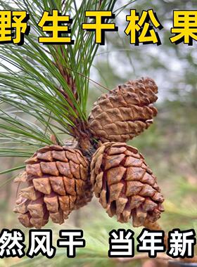 天然油松果大中小手工diy装饰松果画幼儿园圣诞松果松塔马尾松果