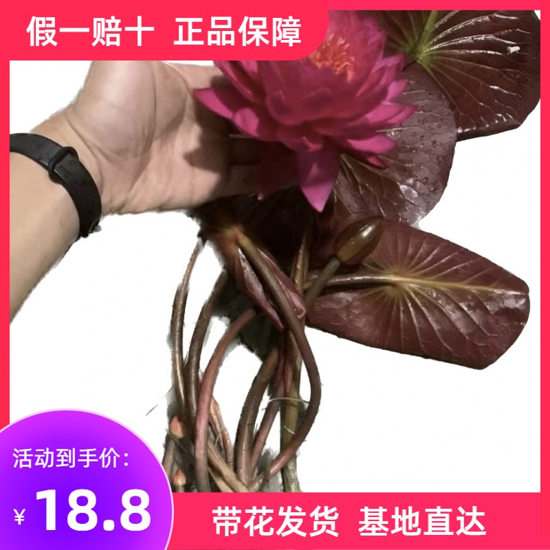 精品耐寒睡莲带花苞发货池塘碗莲花水池水培植物四季水生植物莲花 - 图3