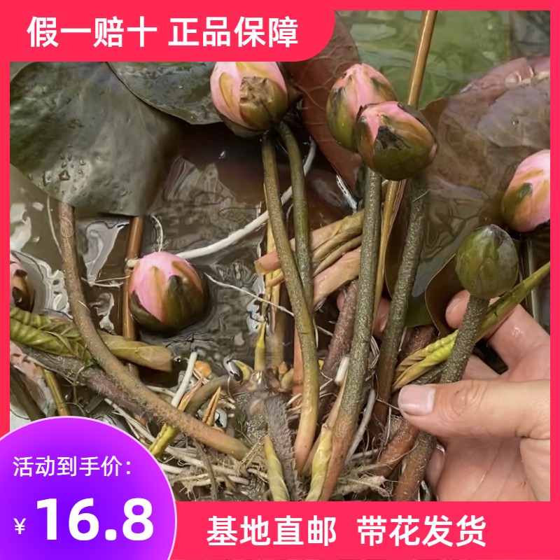 正品睡莲带花苞发货精品耐寒池塘水生植物水池水培植物四季荷花苗 - 图1