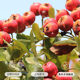 Woyangtang hollow hawthorn seedless independent small packaging