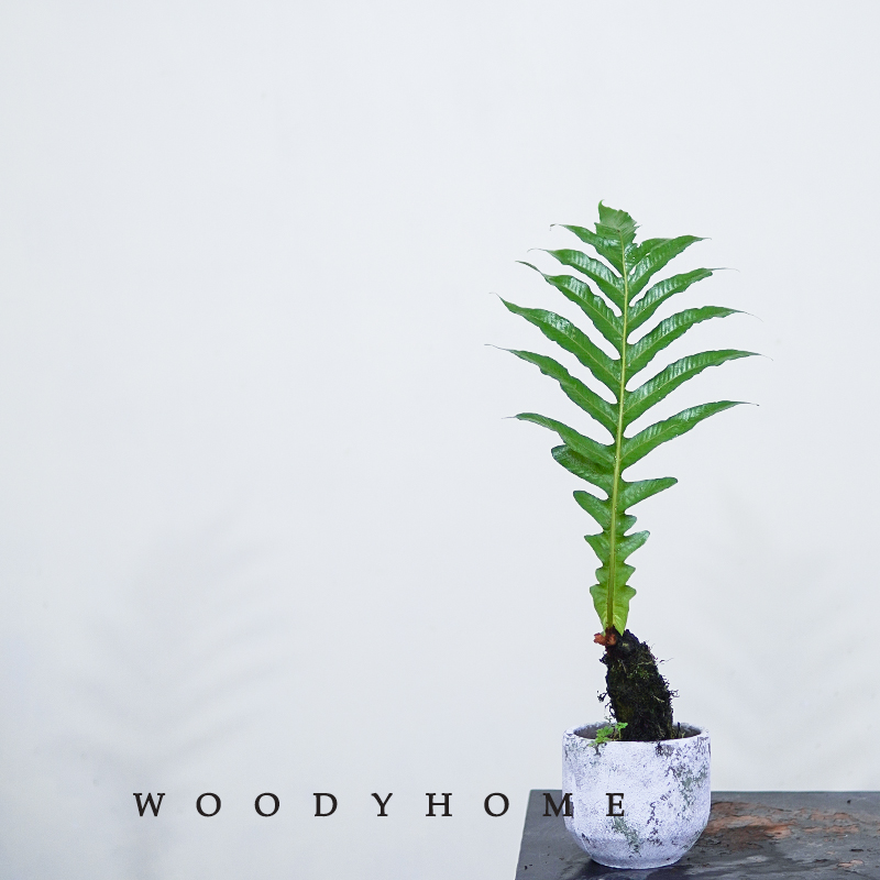 本木庐舍丨大型落地王冠蕨类绿植盆栽 巨叶崖植物 室内耐阴 喜湿 - 图2