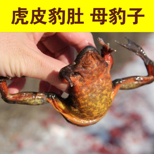 深山活林蛙 雪蛤 母蛤蟆 哈士蟆 母豹子 满籽满油 东北活蛙顺丰 - 图0