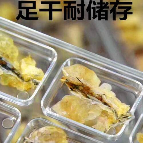 雪蛤油油蛤蟆油足干精品大块连体蛙油它雪蛤制品林蛙东北雪蛤即食 - 图0