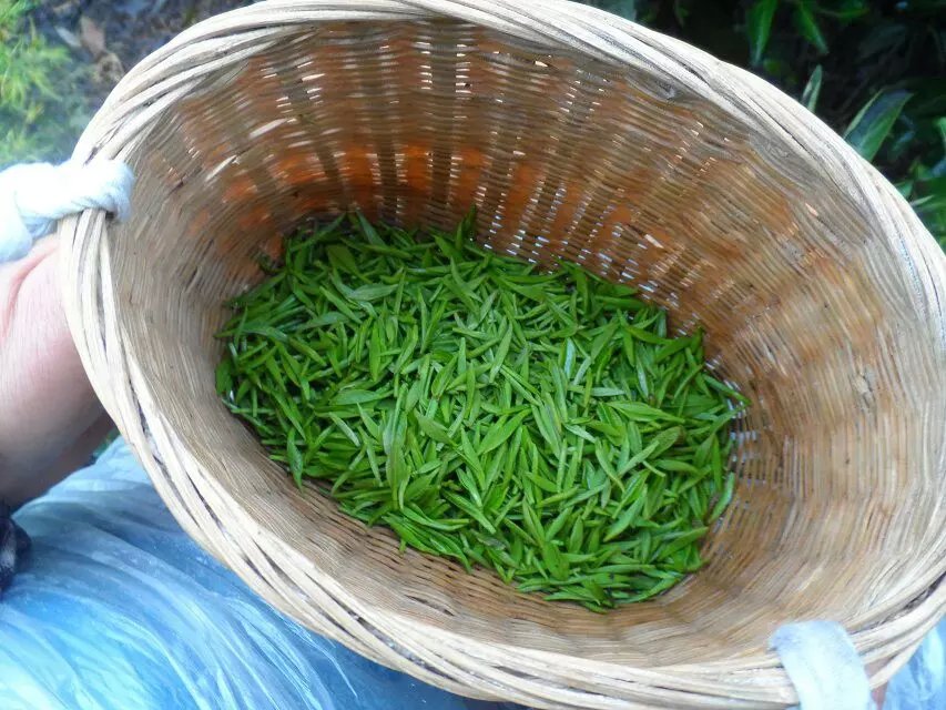 绿茶锌硒独芽雀舌湄潭翠芽 250g 年新茶叶贵州绿茶叶 2018 半斤装 绿茶锌硒独芽雀舌湄潭翠芽 250g 年新茶叶贵州绿茶叶 2018 半斤装