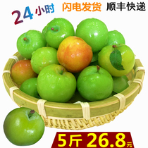 When Tianfa Alpine Li Zi March Pearl Li Fresh pregnant women sour fruits When the season is crisp Sanhua Li Guangxi