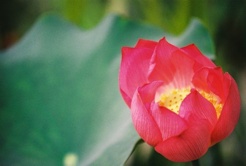 新版富士C200 FujiColor彩色135负片胶卷 36张单卷价26年10月现货 - 图2