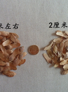 天然野生枫树果实单个 自然植物  干花干果 像羽翼 手工制作