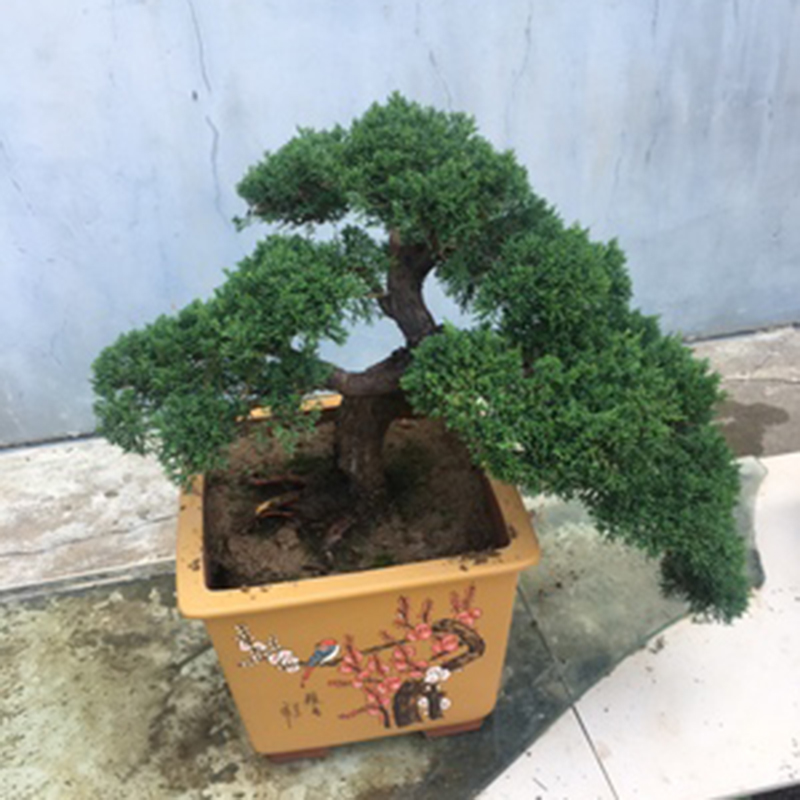 宜兴紫砂盆景花盆四方手工彩绘家用桌面老桩陶瓷盆排水透气耐用-图0