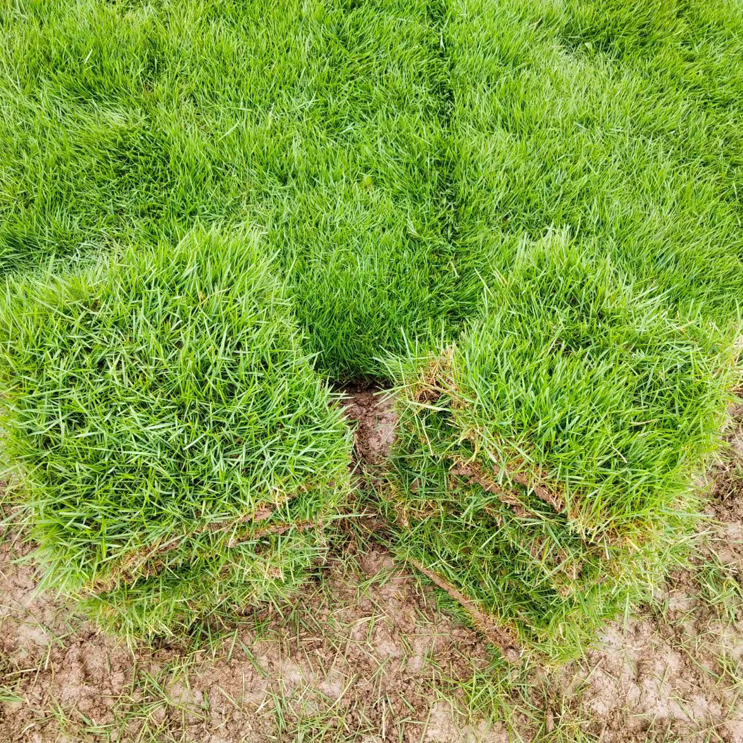 带土草皮真草坪带泥土果岭草四季常青地毯草剪股颖庭院绿化马尼拉-图3