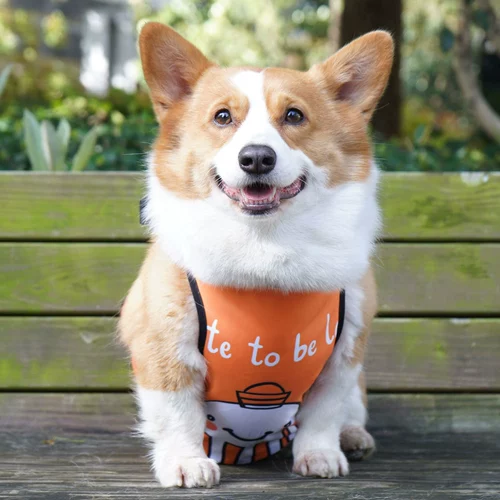 Дудоу, водонепроницаемый дождевик, бандаж пупочный, подходит для подростков, анти-грязь