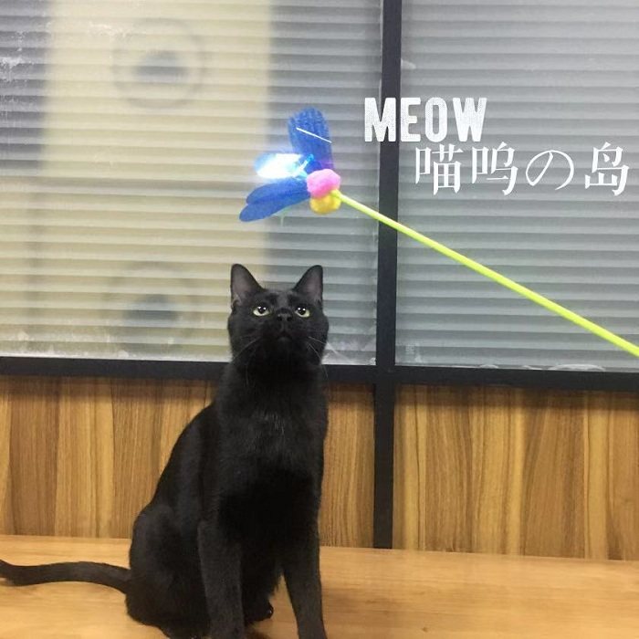 台湾逗猫棒 新人首单立减十元 21年7月 淘宝海外