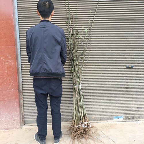 梨子苗棠梨树苗四川梨树直生苗梨子树苗未嫁接可占地杜梨苗实生苗 - 图2