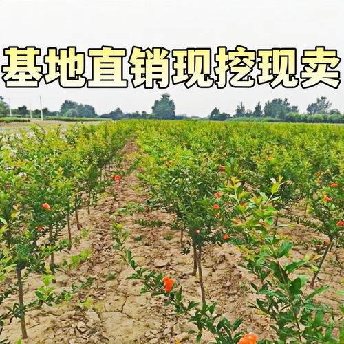 突尼斯石榴树树苗南北方庭院阳台盆栽地栽软籽嫁接果树苗当年结果 - 图2