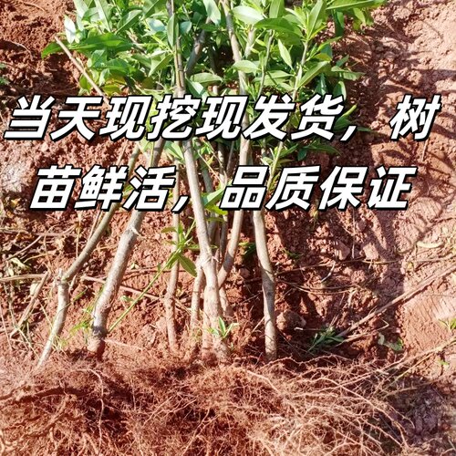 黄金蟠桃树苗南北方庭院地栽盆栽嫁接桃树苗脆甜黄肉大果当年结果 - 图1